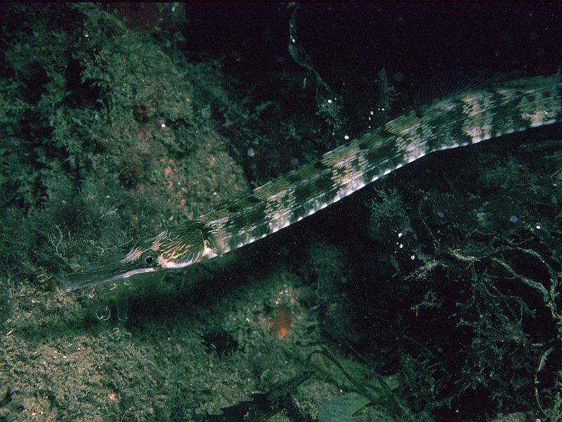 Syngnathus acus (Pesce ago comune)